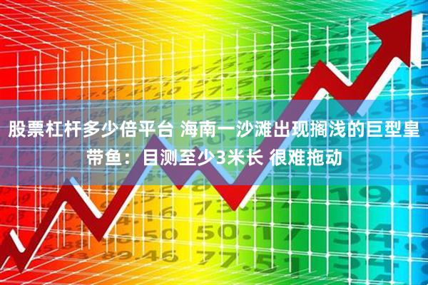 股票杠杆多少倍平台 海南一沙滩出现搁浅的巨型皇带鱼：目测至少3米长 很难拖动